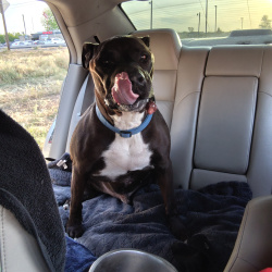 {petName}, a Brown, White American Pit Bull Terrier Dog