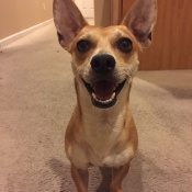 REX, a TAN CHIHUAHUA SH Dog