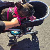 Lainey, a Brown, White French Bulldog Dog