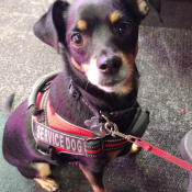 ROSKO, a Black, Tan Chihuahua Dog