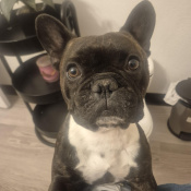 %name%, a %color% %breed% %type%