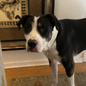 Jack, a Black and White Great Dane mix Dog