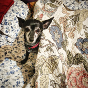 Lady, a Black Chihuahua (Short Coat) Dog