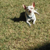 Chiko, a Cream Chihuahua (Short Coat) Dog