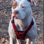 SUGAR, a BROWN PITBULL Dog