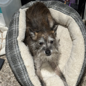 Goober, a White, Brown Griffon (Brussels)/Mix Dog