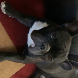 {petName}, a Black, White, Cream French Bulldog Dog