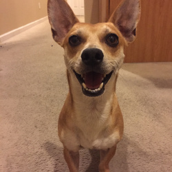 {petName}, a TAN CHIHUAHUA SH Dog