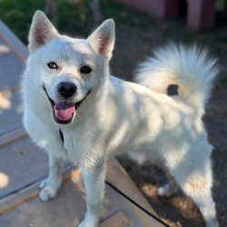 {petName}, a White Australian Shepherd Dog