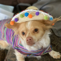 %name%, a %color% %breed% %type%