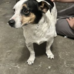 {petName}, a TRICOLO QUEENSLAND/TERRIER MIX Dog