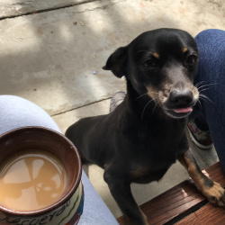 {petName}, a Black, Tan Miniature Pinscher Dog