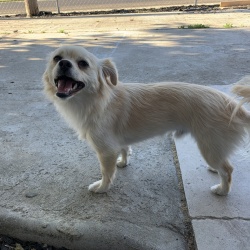OTTO, a TAN Chihuahua (Long Coat) Dog