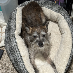 {petName}, a White, Brown Griffon (Brussels)/Mix Dog